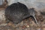 Northern brown kiwi