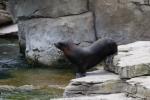 South African fur seal