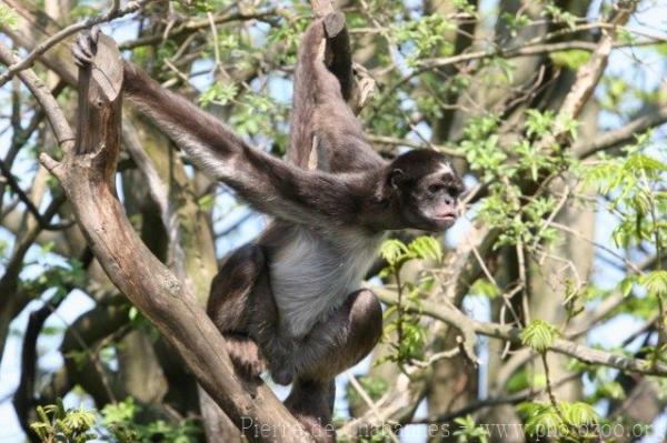 Variegated spider monkey