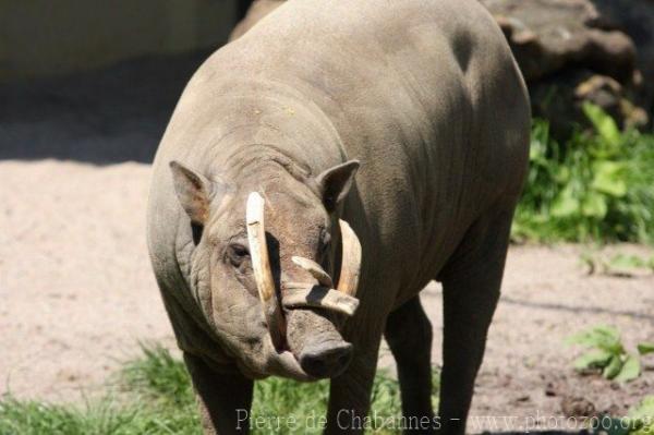 Sulawesi babirusa