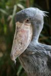 Shoebill *