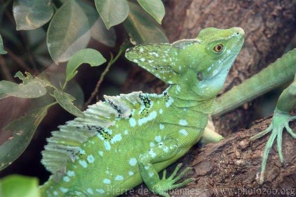 Green basilisk