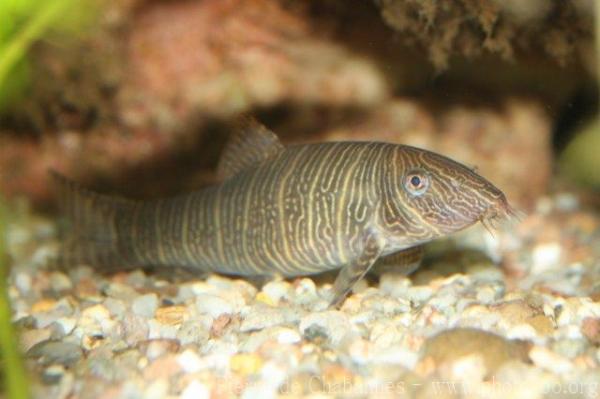 Zebra loach