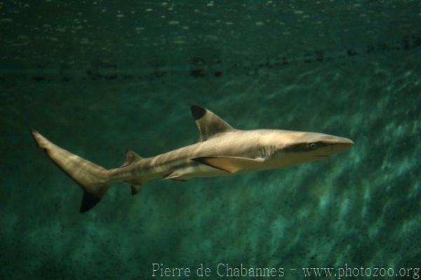 Blacktip reef shark