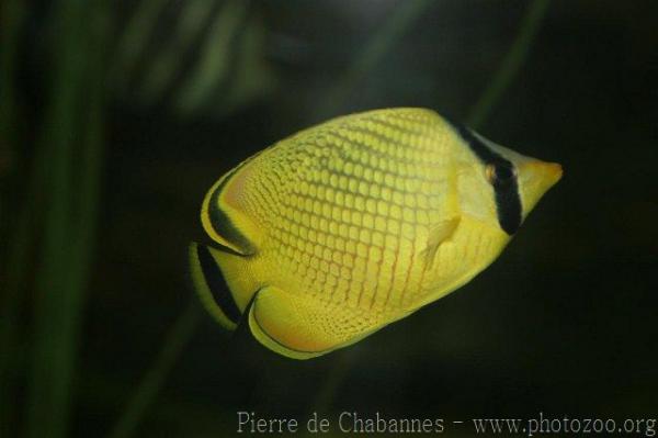 Latticed butterflyfish