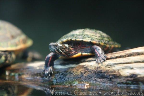 Eastern painted turtle