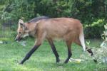 Maned wolf