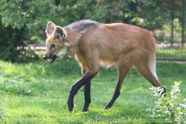 Maned wolf