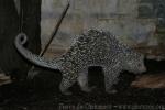 Brazilian tree porcupine