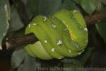 Emerald tree boa