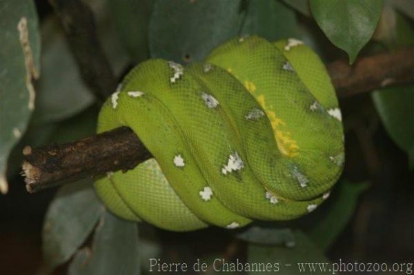 Emerald tree boa