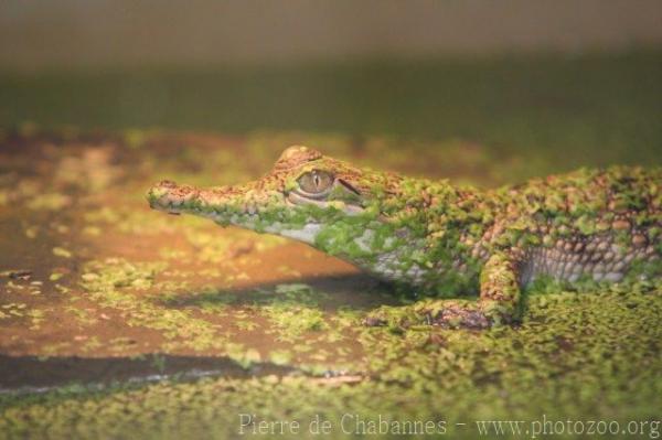 Australian freshwater crocodile