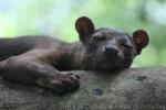 Fossa