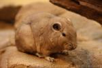 North African gundi