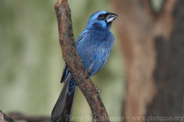 Ultramarine grosbeak