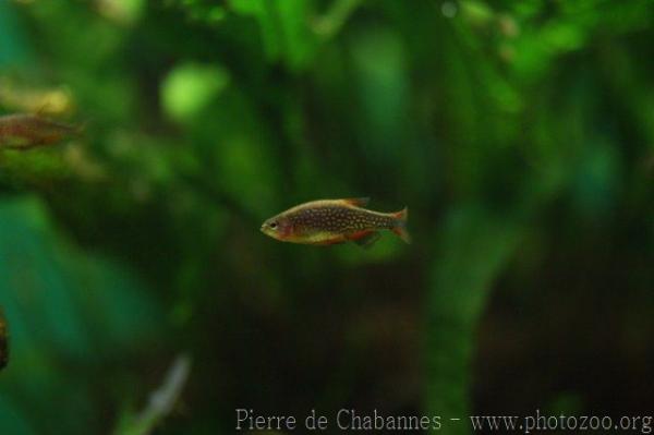 Galaxy rasbora