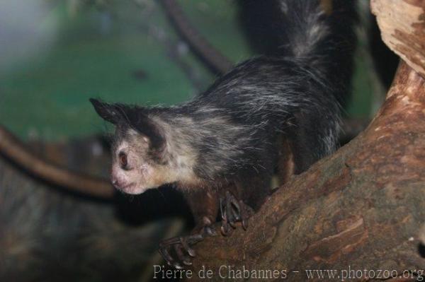 Aye-aye