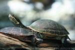 Florida chicken turtle