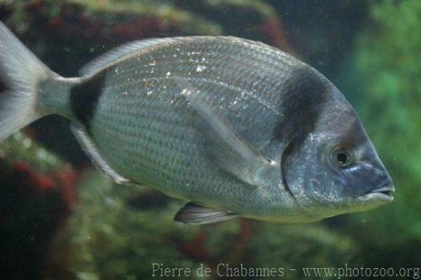 Common two-banded seabream