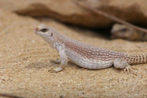 Northern desert iguana