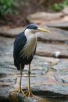 Pied heron