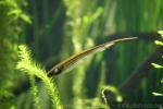 Glass knifefish