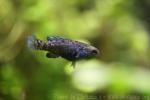 Everglades pygmy sunfish