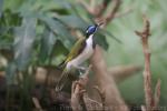 Blue-faced honeyeater