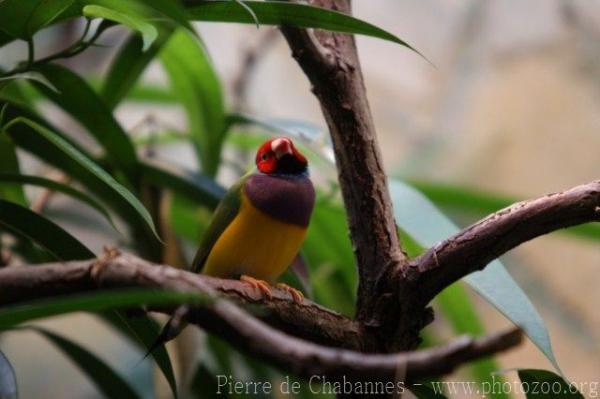 Gouldian finch