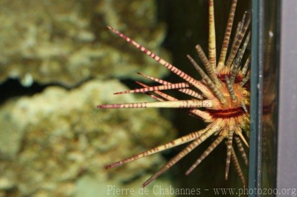 Stripe-spine pencil-urchin