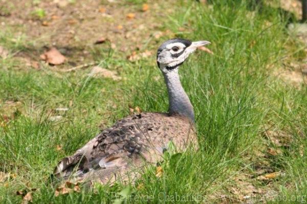 White-bellied bustard