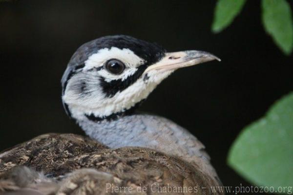 White-bellied bustard