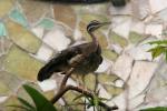 Amazonian sunbittern