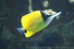 Yellow longnose butterflyfish