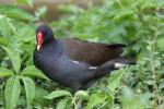 Common moorhen