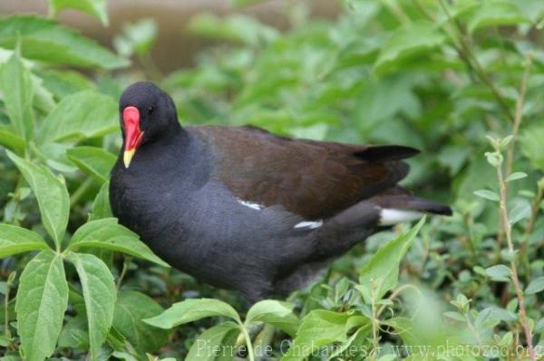 Common moorhen