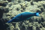 Green birdmouth wrasse