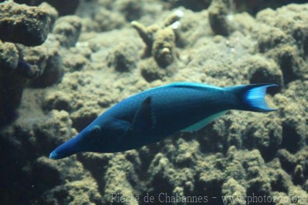 Green birdmouth wrasse