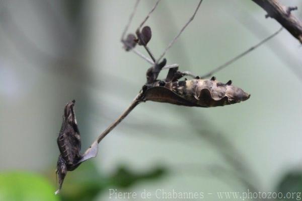 Wandering violin mantis