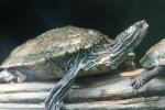 Black-knobbed map turtle