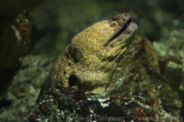 Yellow-edged moray