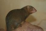 Common dwarf mongoose