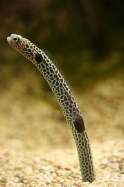 Spotted garden-eel