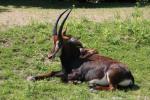 Southern sable antelope