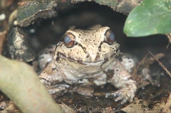 Smokey jungle frog