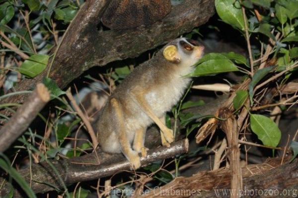 Gray slender loris