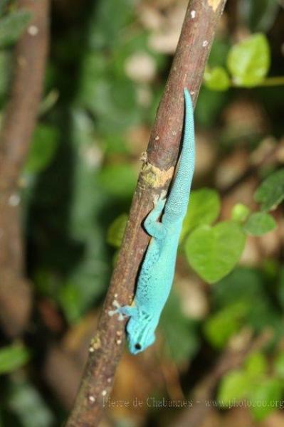 Williams' dwarf gecko