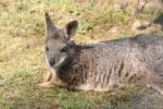 Tammar wallaby