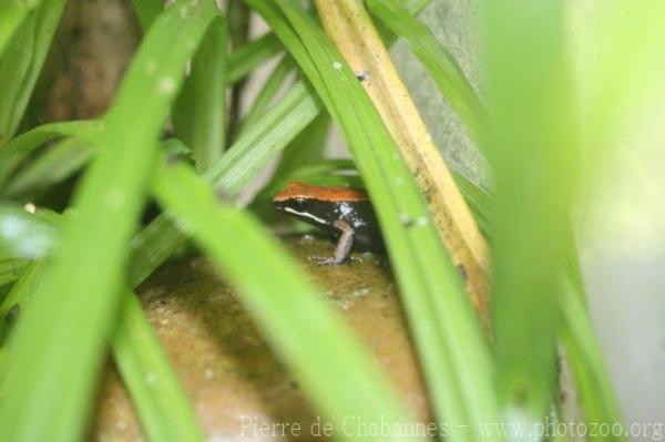 Bronze Mantella