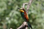 European bee-eater